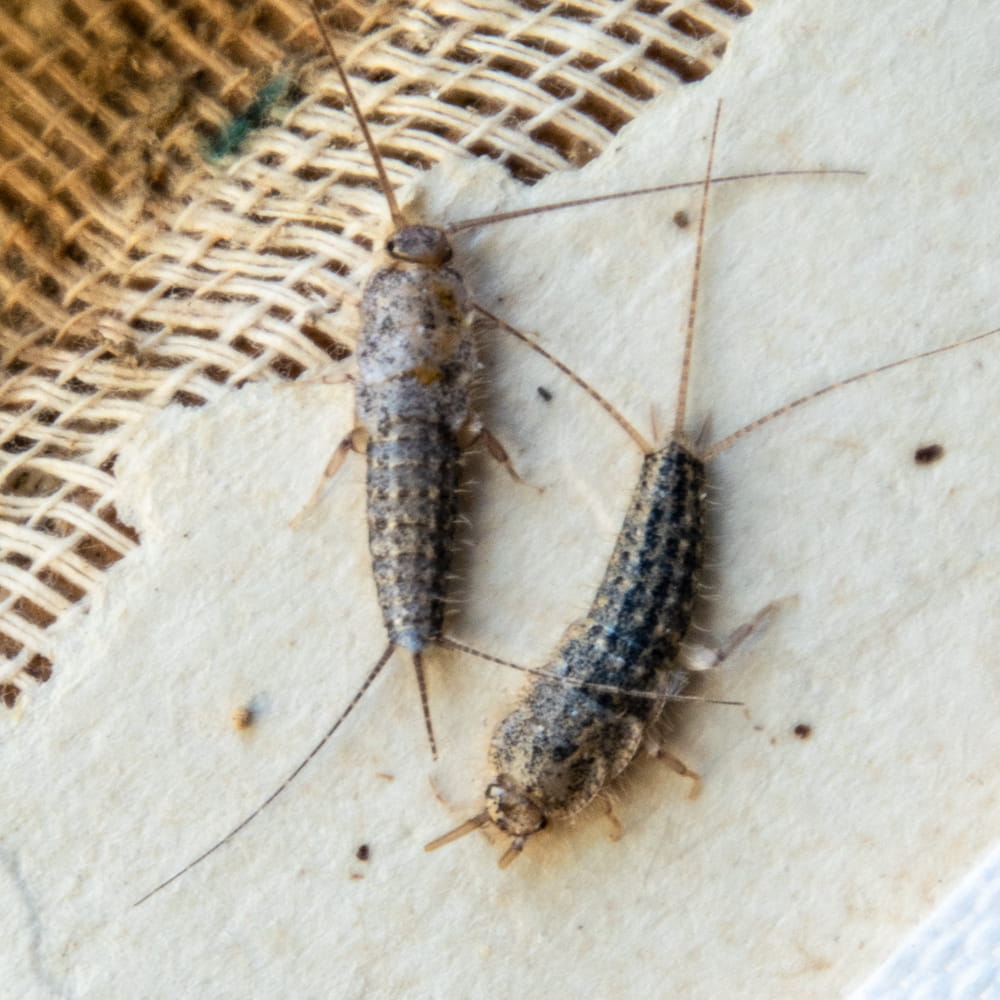 Silverfish Extermination