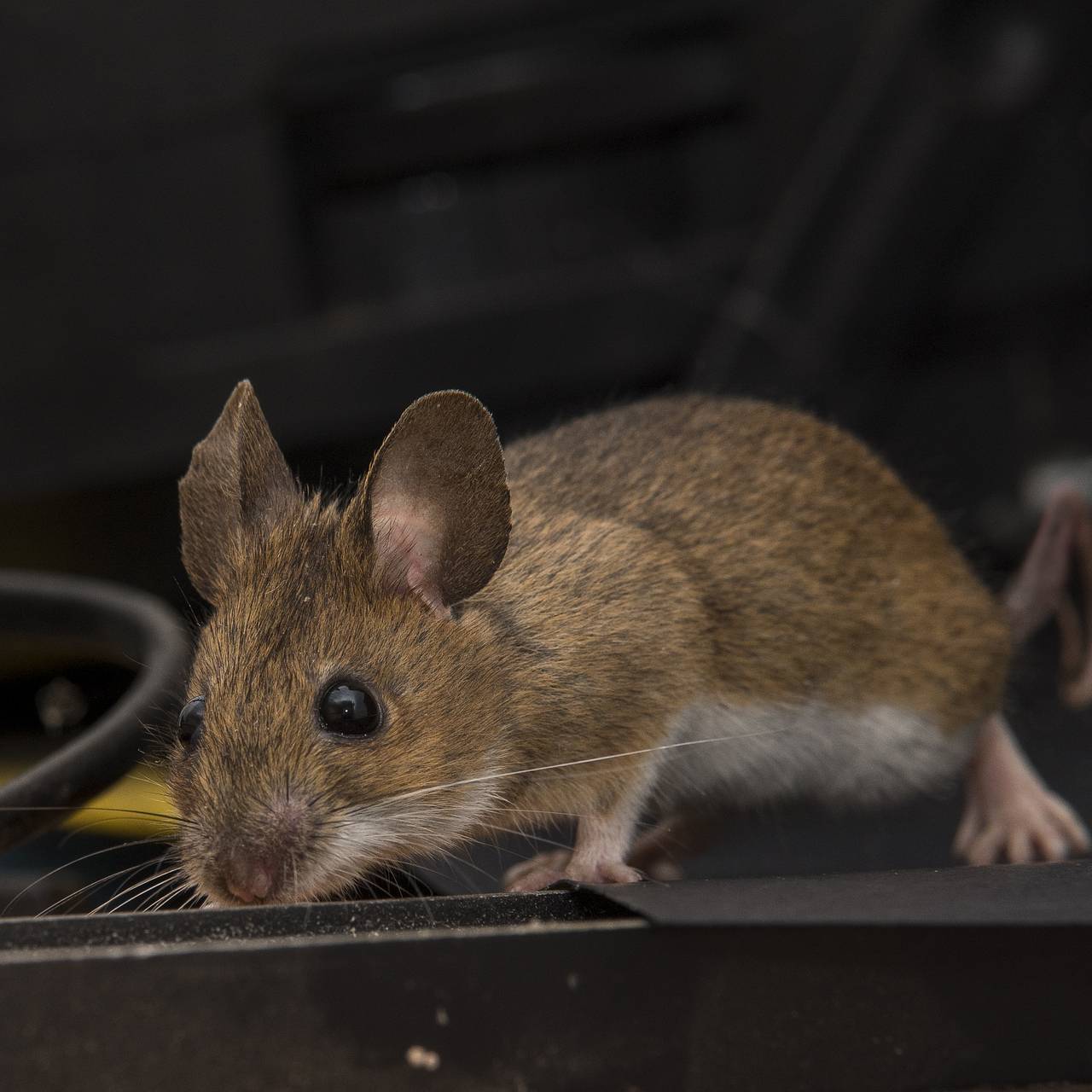 Mice/Rats Extermination Service