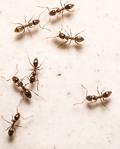 Ant Extermination Service