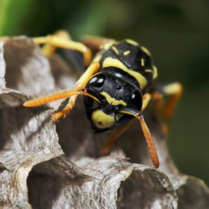 Wasp Extermination