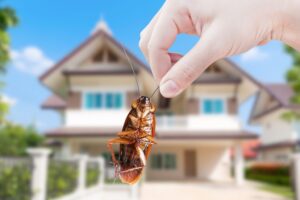 Removing Cockroaches from Apartment