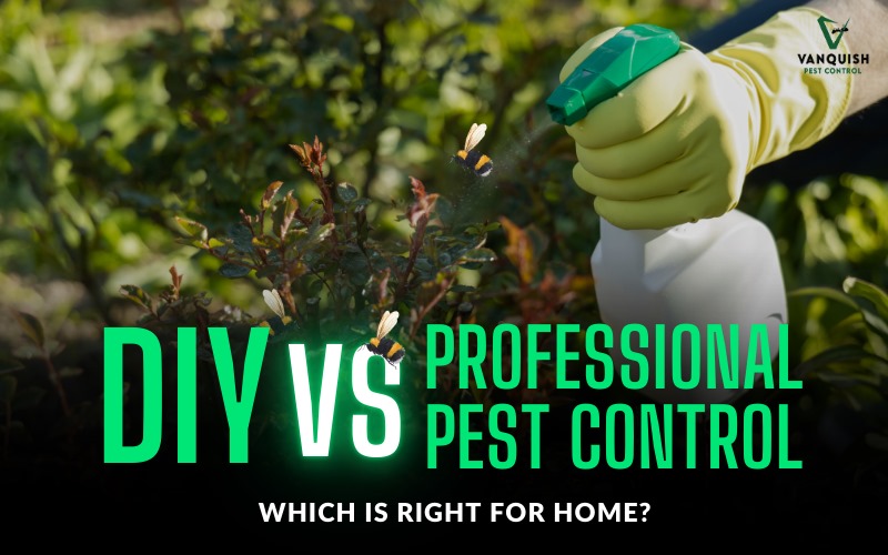 DIY vs Professional Pest Control