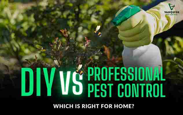 DIY vs Professional Pest Control