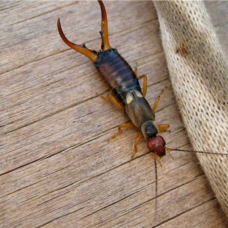 Earwigs Extermination