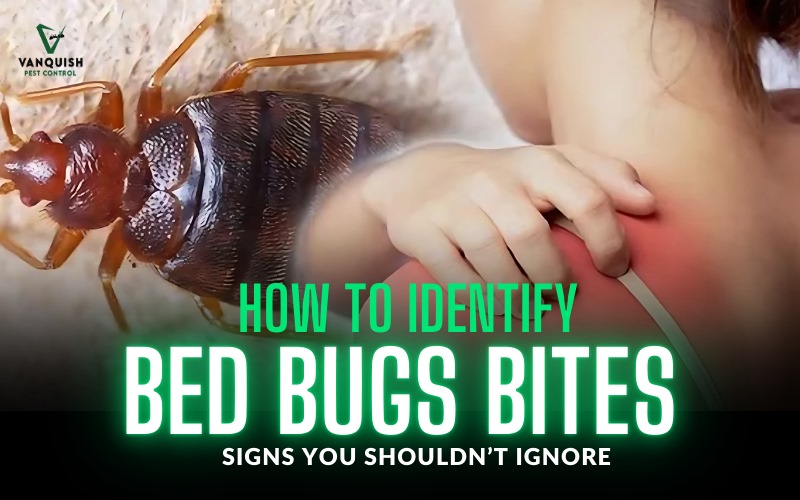 How To Identify Bed Bug Bites